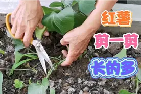 栽红薯苗活了以后，剪一剪，培上笼，红薯长的多，块长的大