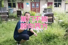 蜂箱巢门不能朝向西方视频封面