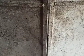 门外有一只猫咪，叫声很恐怖视频封面