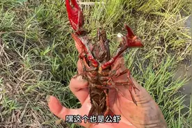 大雨过后的水田里 野生龙虾纷纷出动 美味的小龙虾触手可得视频封面