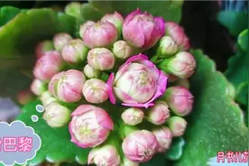 开箱巴黎系列长寿花，粉巴黎、橙巴黎、金狐狸，重瓣大花喜欢吗？视频封面