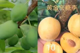 韩国黄金蜜糖李结果咯！单果重40至60克糖度16至18又称黄金西梅。