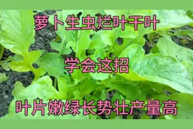萝卜苗生虫烂叶干叶？用这个方法害虫死光光，萝卜长势壮产量高视频封面