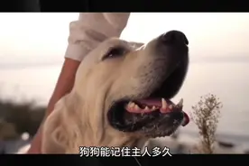 狗狗能记住主人多久？视频封面