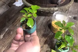 微型盆景施肥难度高，按照这个方法，拇指盆景也能养好不耽误开花视频封面
