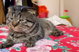 千万别养这种猫？2岁虎斑折耳猫能听懂人话是个碎嘴子骂人不重样视频封面