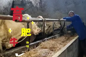 农村小伙在南召县看大叔喂育肥牛，一头牛卖3万多块钱？养得不少视频封面