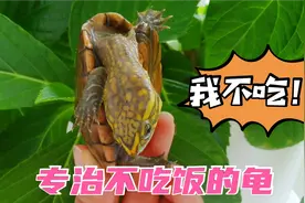 造成龟龟不吃东西的6个原因及解决办法！新手必看！视频封面