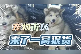 今天宠物市场来了一窝狠货灰色阿拉斯加视频封面