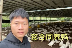 公司合作养鸭，签合同一年稳赚18万，入场要出21万，能搞吗？