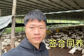 公司合作养鸭，签合同一年稳赚18万，入场要出21万，能搞吗？视频封面