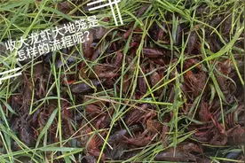 收大龙虾大地笼全过程