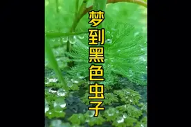 梦到黑色虫子代表什么？梦到黑色虫子是很准的一类梦视频封面