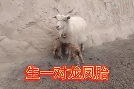 陕北大山人家，家里母羊生一对龙凤胎美羊羊，长的那叫一个可爱视频封面