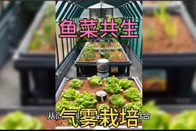 鱼菜共生搭建，气雾栽培，技术要点，手把手教你视频封面