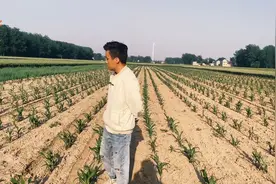 农村新型玉米播种机，每亩地可增产300斤玉米，大家看看咋样？视频封面