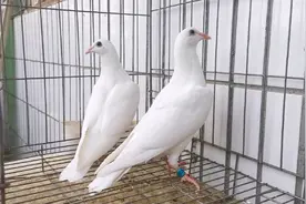鸽舍转了一圈买了一对纯白色信鸽，翅膀剪掉开始散养起来。