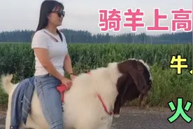 美女这宝贝真好，骑着羊去兜风，可比开车拉风多了，回头率百分百视频封面
