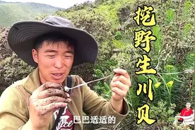 川藏名贵中药材“贝母”，生长地海拔4000多米，采挖一颗十分不易视频封面