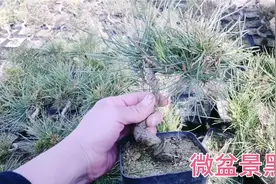 分享一批微型黑松小盆景，棵棵都很精致，玩盆景必玩松。
