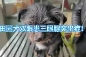 犬双眼患三眼腺突出症摘除全程！望大家看完整个视频！