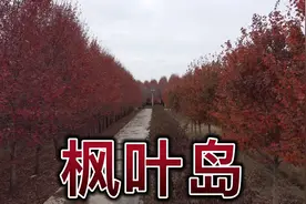 在上海金山区廊下镇有个网红景点～枫叶岛，五彩斑斓又鲜红耀眼…