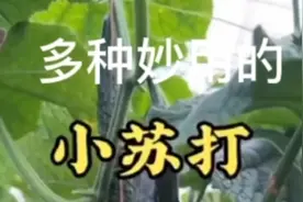 小苏打在农作物上的妙用视频封面