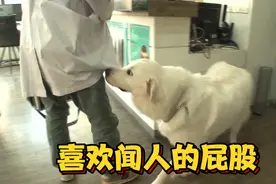 这是一只喜欢闻人屁股的狗，它为什么有如此特殊的爱好？不可思议