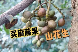 农村山上的买麻藤果，带有花生口感和清香是儿时美食，让人回忆。