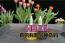 养花种草的灵丹妙药，HB101真的有那么神奇吗？先做个对比测试视频封面