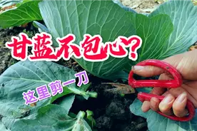 大包菜甘蓝叶疯长不包心？只需这里剪一刀，没虫子包心紧实还高产
