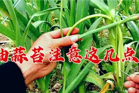 用这种方法抽蒜苔，蒜头长得大还高产，只需一枚钢钉搞定，很实用