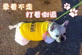 狗作有祸：小法斗不喜欢穿衣服，趴地上放赖，和朋友玩被打嗷嗷叫视频封面