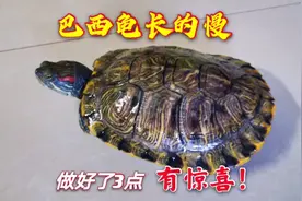 养了3年的巴西龟才2两，用这些方法3个月时间长了4倍，怎么做到