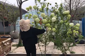 中华木绣球、大花斗球、高度2米左右、适合盆栽、地栽、庭院等视频封面