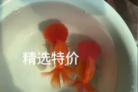 精选红狮头，13公分左右，体型粗壮，头瘤爆满，弘扬传统品种。