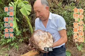 爷爷用小时候的食物“芭蕉”教育我们不要浪费粮食。大家请勿食用视频封面