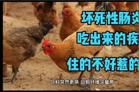 坏死性肠炎特征是小肠后段黏膜坏死，排带血的黑色粪便，分析原因视频封面