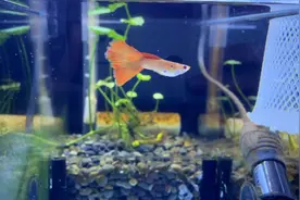 精品孔雀鱼烧尾了，真的好可惜，烧尾的表现，原因以及治疗方法视频封面