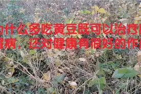 为什么多吃黄豆既可以治疗脾胃病，还对健康有很好的作用视频封面