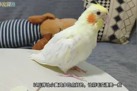 换毛期的小玄凤鹦鹉身上羽毛有些杂乱，不知道吃什么可以变漂亮。