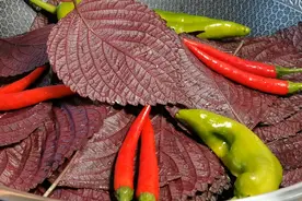 今天才知道，紫苏叶还可以这样做，简单美味营养，夏天就要这样吃