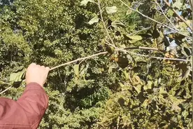 霜打后的桑树叶泡水喝，原来好处这么多，来看看我们是怎么制作的