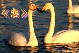 《恋》相聚一家亲，天鹅忠贞情。畅游天地妙，自然是故乡。视频封面