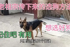 老祖宗留下来的相狗经，牢记3句口诀，就可以挑选到一条好狗狗视频封面