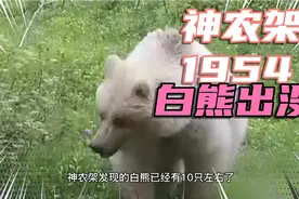 1954年神农架发现白化熊，而后白化动物们大批出现，到底是为何视频封面