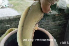 用猪油渣喂塘角鱼，鱼长肉了效果还是挺不错的视频封面