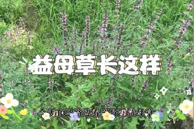 女性经常吃益母草有一定的好处，今天就用益母草学着熬益母草膏