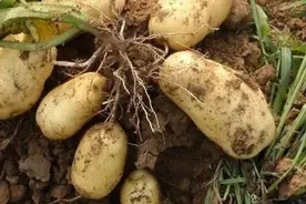 土豆生长期，用它喷一喷，一棵土豆能结二十斤视频封面