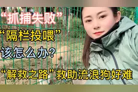 妹子今天喂流浪狗吃大餐，无奈狗狗不让接近，把流浪狗喂的挑食了视频封面